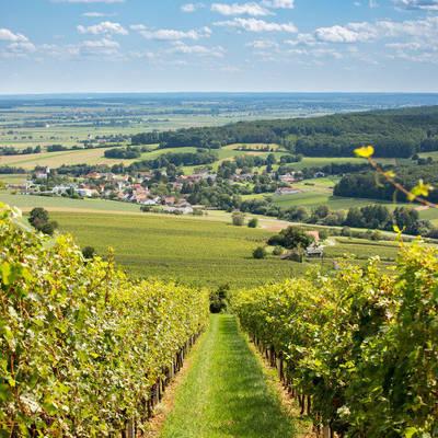 Weingärten im Burgenland